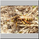 Nomada lathburiana - Wespenbiene m01.jpg